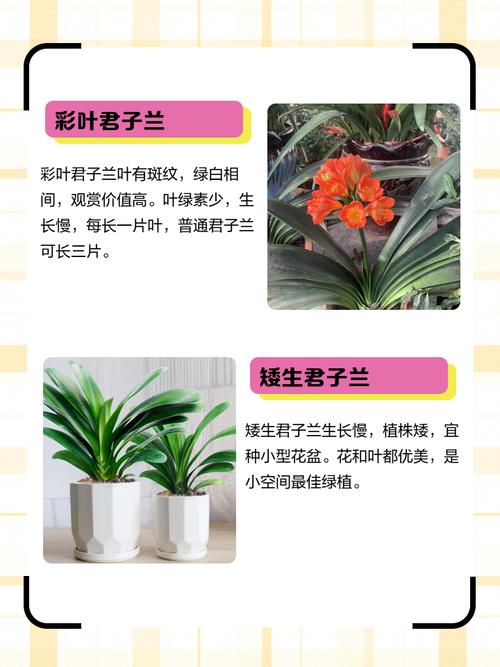 哪些君子兰品种最名贵?-图3 哪些君子兰品种最名贵?-图3