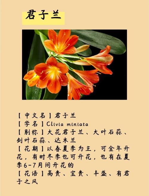 君子兰品种有哪些?看图识花指南-图1 君子兰品种有哪些?看图识花指南-图1