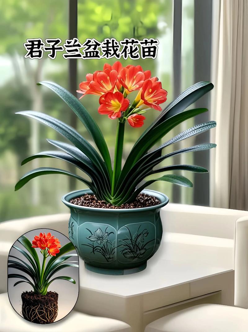 君子兰品种有哪些?看图识花指南-图3 君子兰品种有哪些?看图识花指南-图3