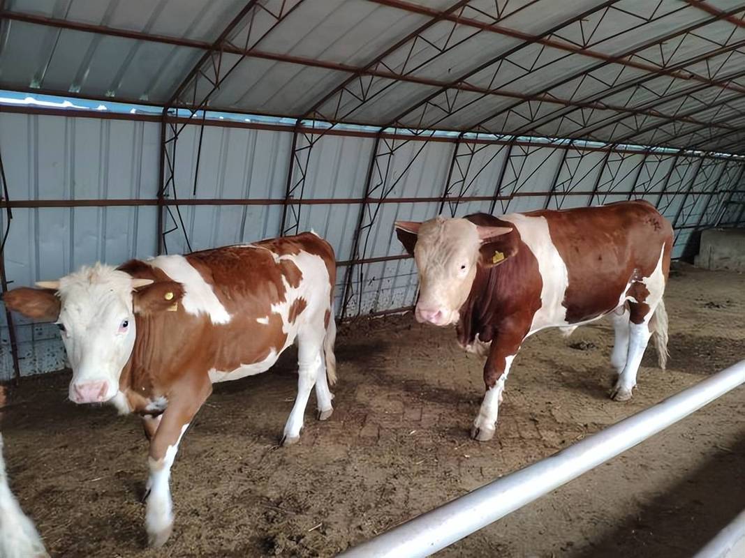 新手养牛选什么品种合适？-图1