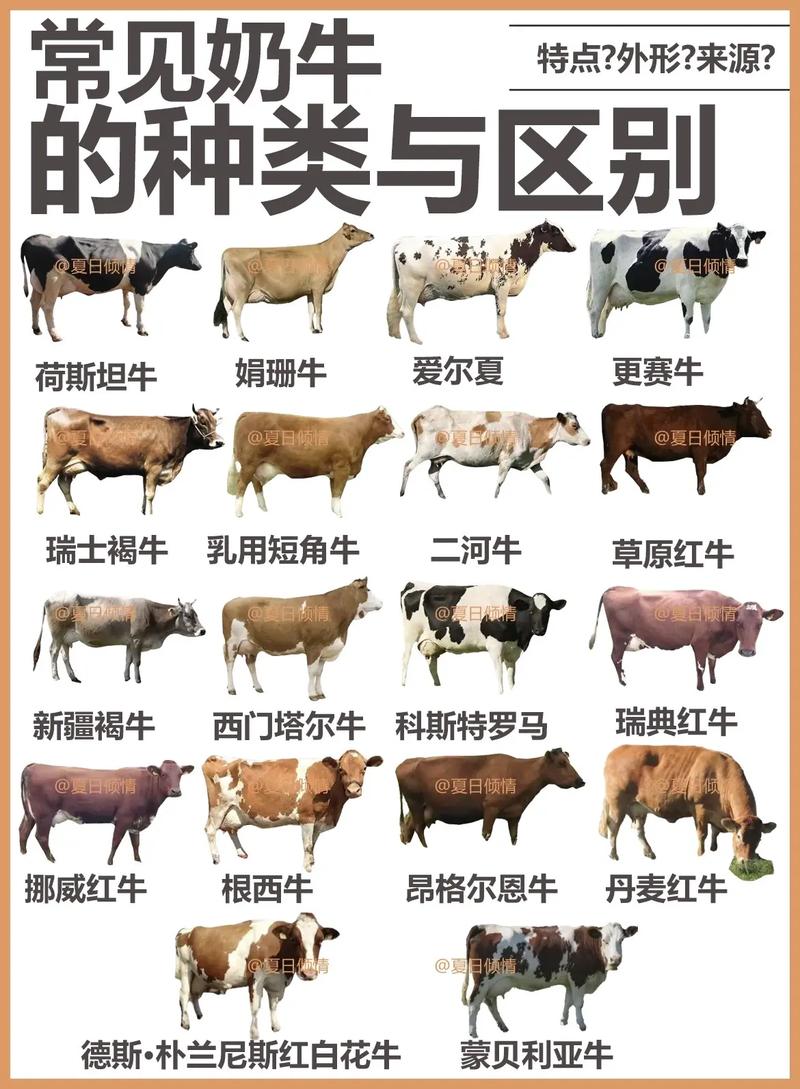 新手养牛选什么品种合适？-图3