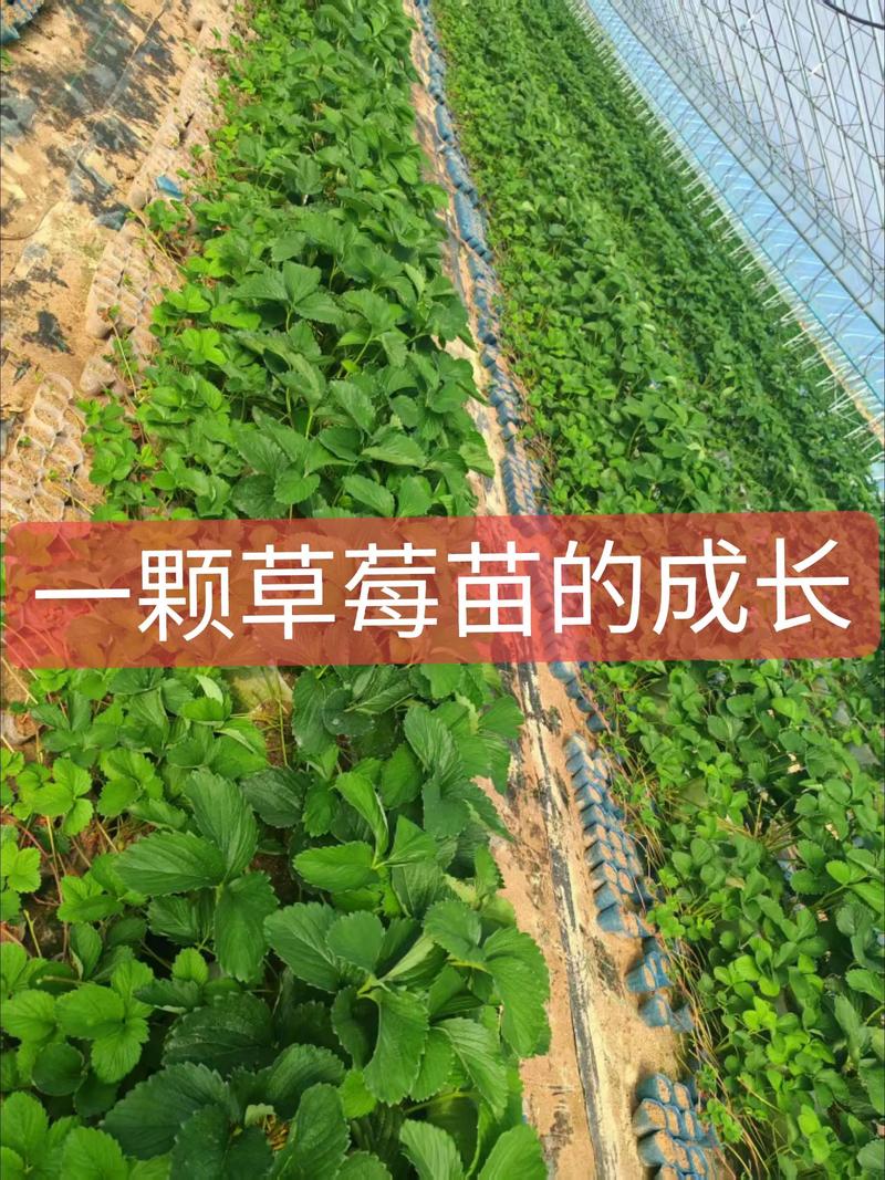 草莓种植技术视频哪里能下载？-图1