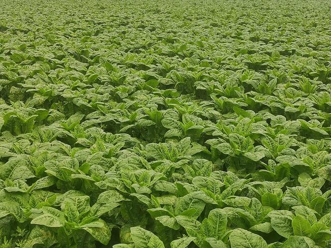 秋季莴笋怎么种？技术要点看这里！-图2