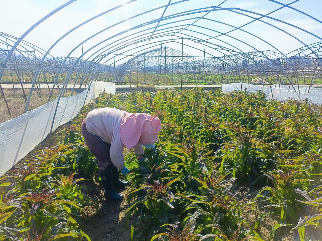 秋季莴笋怎么种？技术要点看这里！-图1