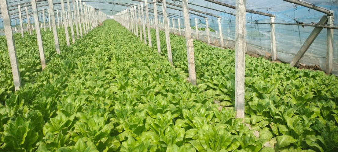 秋季莴笋怎么种？技术要点看这里！-图3