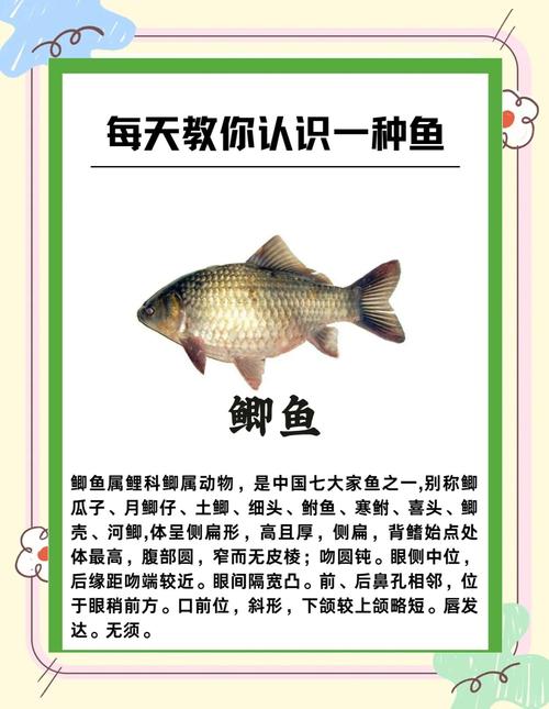 什么品种的鲫鱼好养-图1 什么品种的鲫鱼好养-图1