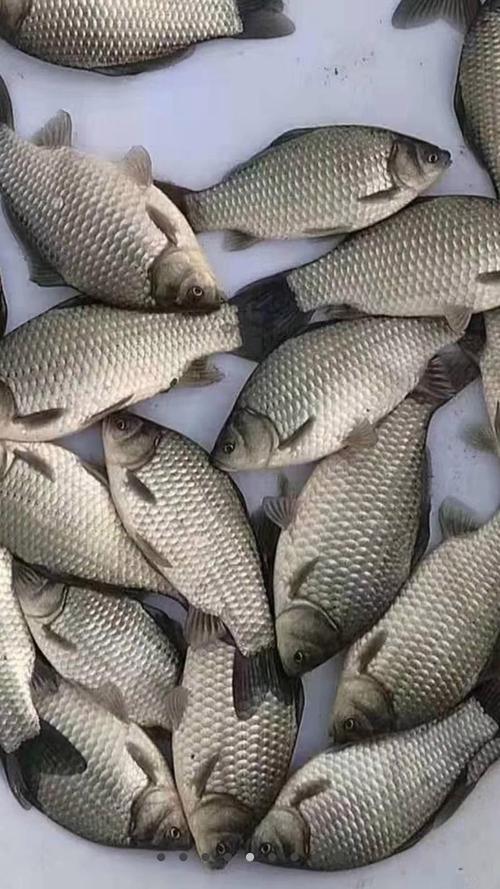 什么品种的鲫鱼好养-图3 什么品种的鲫鱼好养-图3