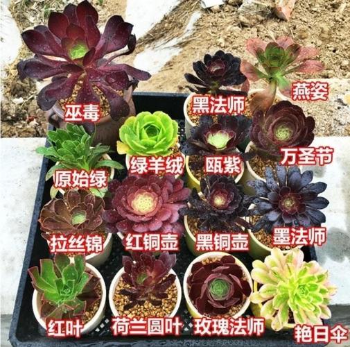 多肉法师哪个品种最值得养？-图1