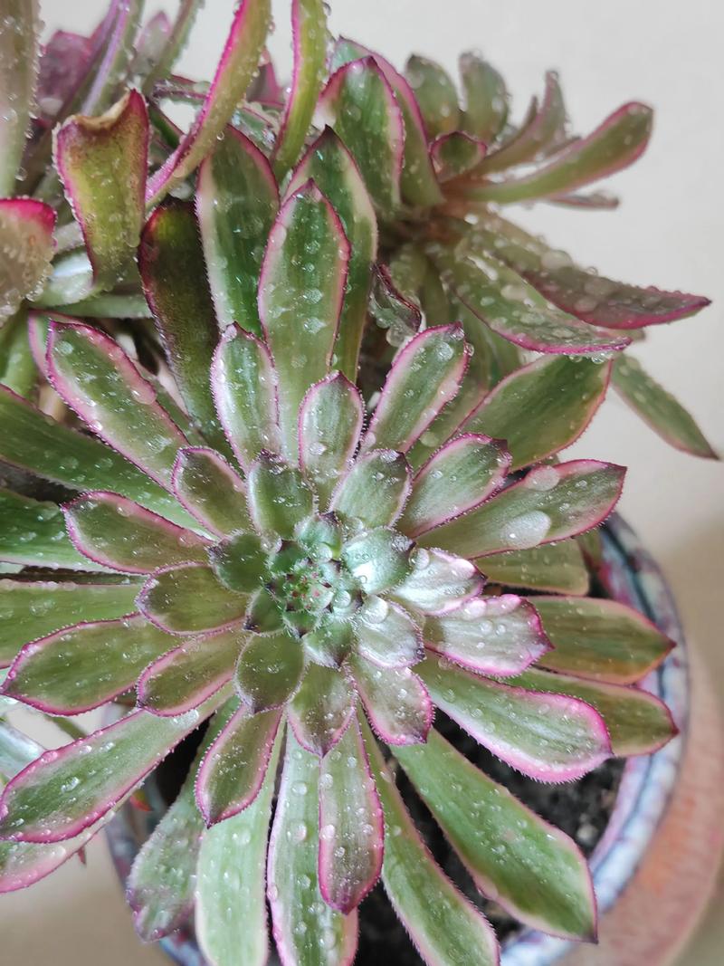 多肉法师哪个品种最值得养？-图3