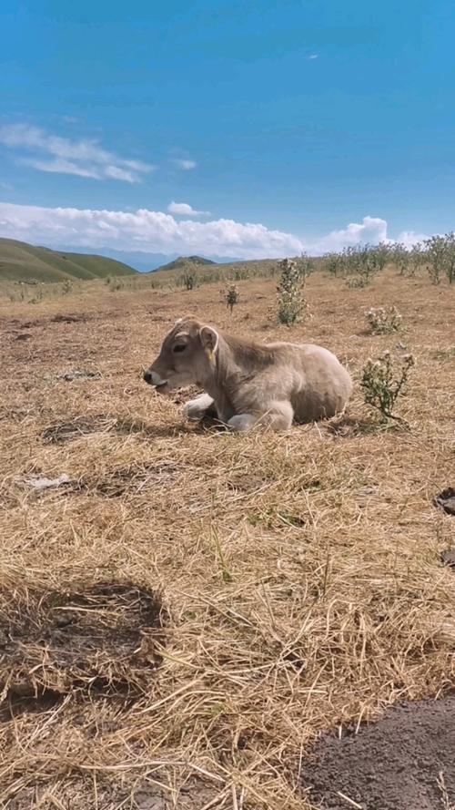 红褐斯牛有哪些养殖优势?-图2 红褐斯牛有哪些养殖优势?-图2