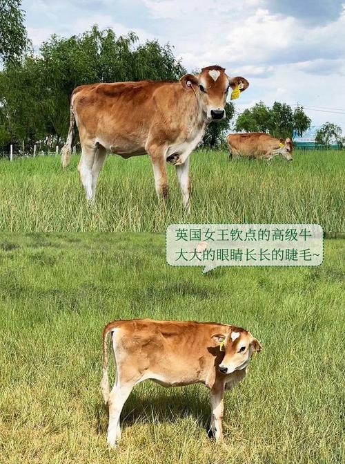 红褐斯牛有哪些养殖优势?-图1 红褐斯牛有哪些养殖优势?-图1