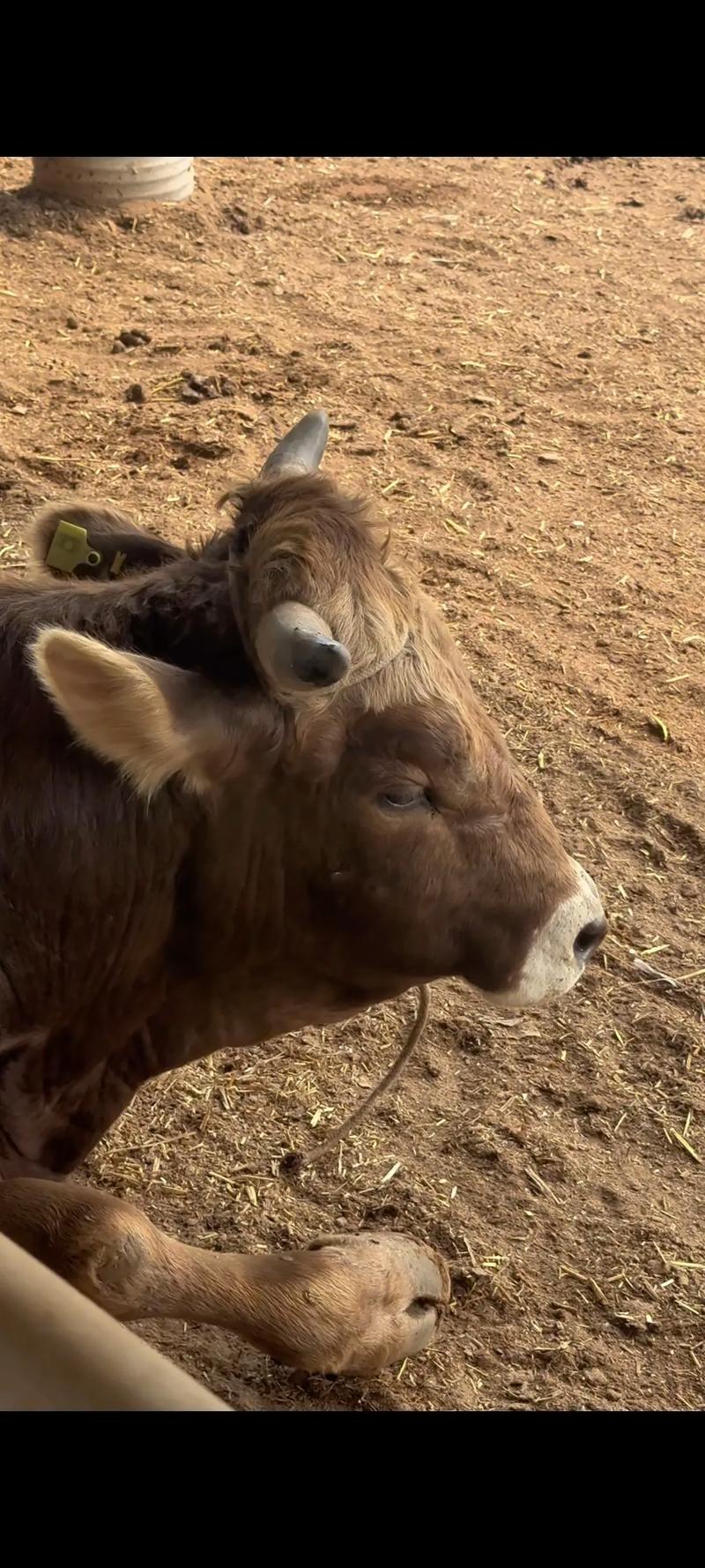 红褐斯牛有哪些养殖优势？-图3