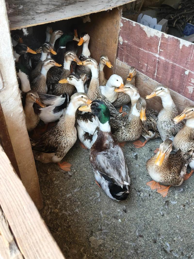 最大最重的肉鸭品种-图1 最大最重的肉鸭品种-图1