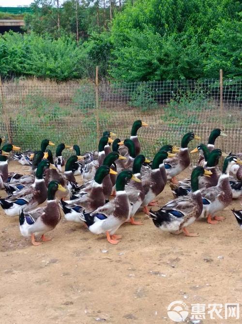 最大最重的肉鸭品种-图3 最大最重的肉鸭品种-图3