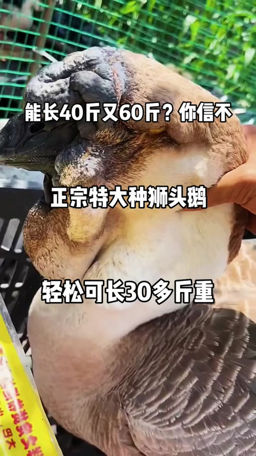 最大最重的肉鸭品种-图2 最大最重的肉鸭品种-图2