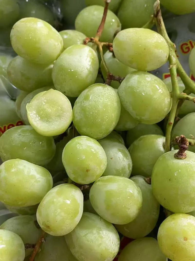 南非青提哪个品种最好?-图3 南非青提哪个品种最好?-图3