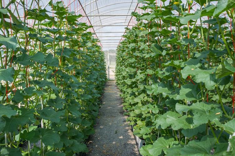 早春大棚丝瓜怎么种？高产技术有哪些？-图1