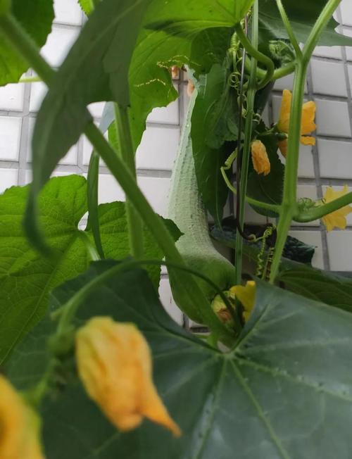 早春大棚丝瓜怎么种？高产技术有哪些？-图2