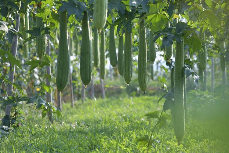 早春大棚丝瓜怎么种？高产技术有哪些？-图3