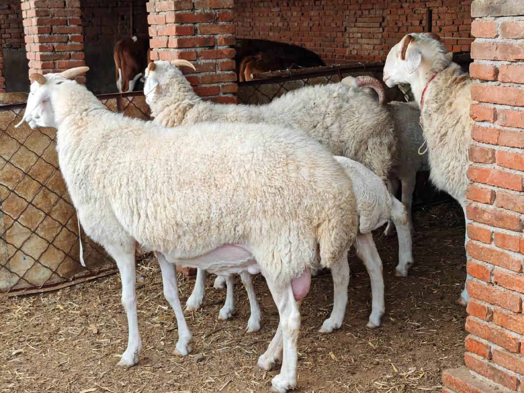 最新小尾寒羊养殖技术有哪些要点？-图1