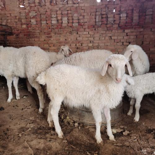 最新小尾寒羊养殖技术有哪些要点？-图3