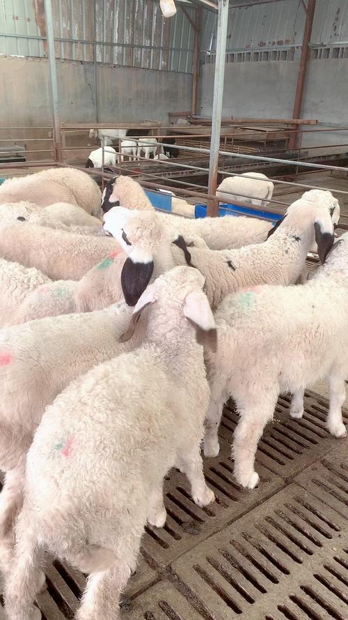 新疆适合养什么品种羊？-图2