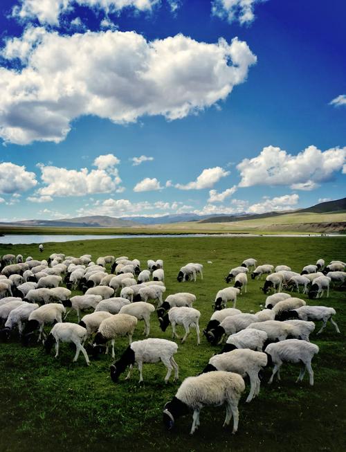 新疆适合养什么品种羊？-图1
