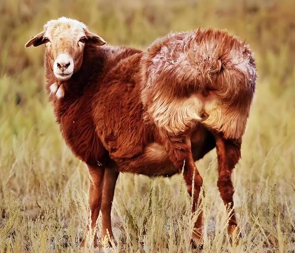 新疆适合养什么品种羊？-图3