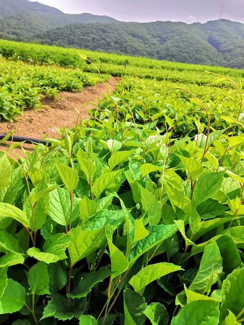 东北五味子怎么种？高产技术有哪些？-图1