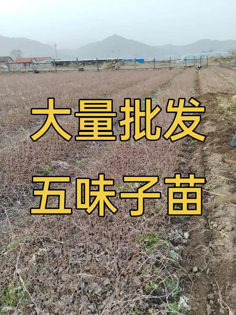 东北五味子怎么种？高产技术有哪些？-图3