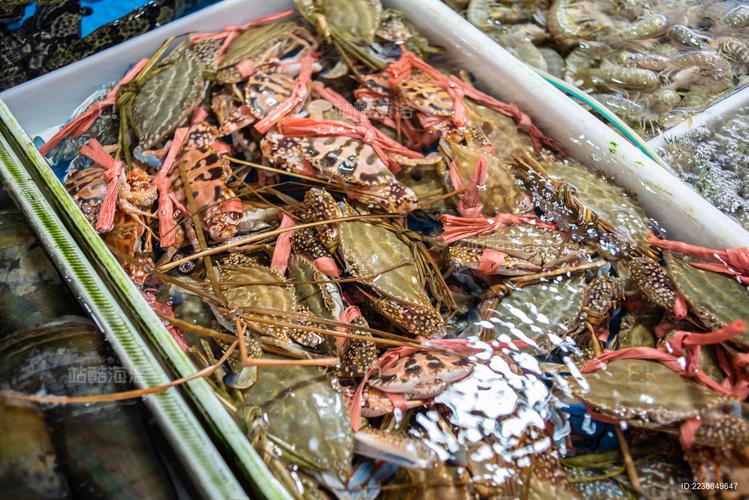 三疣梭子蟹养殖技术有哪些关键要点？-图1