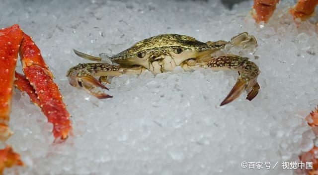 三疣梭子蟹养殖技术有哪些关键要点？-图2