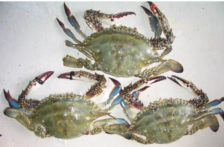 三疣梭子蟹养殖技术有哪些关键要点？-图3