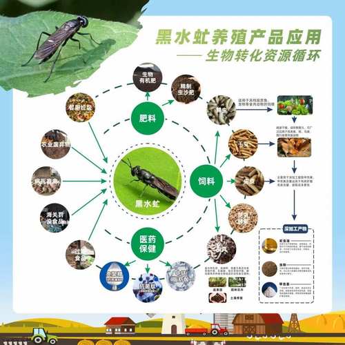 亮斑扁角水虻养殖技术要点有哪些?-图1 亮斑扁角水虻养殖技术要点有哪些?-图1