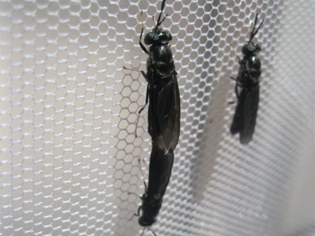 亮斑扁角水虻养殖技术要点有哪些?-图3 亮斑扁角水虻养殖技术要点有哪些?-图3