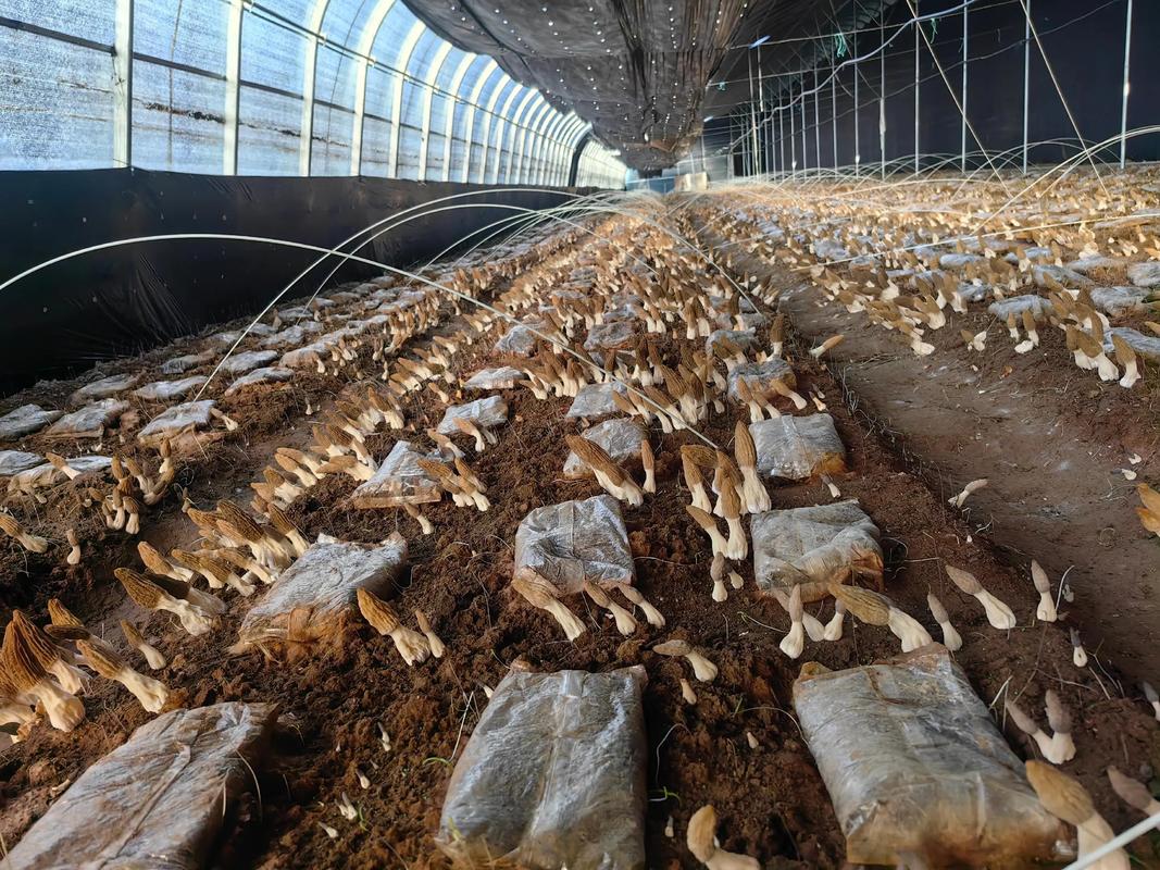食用菌栽培技术哪家强？-图1