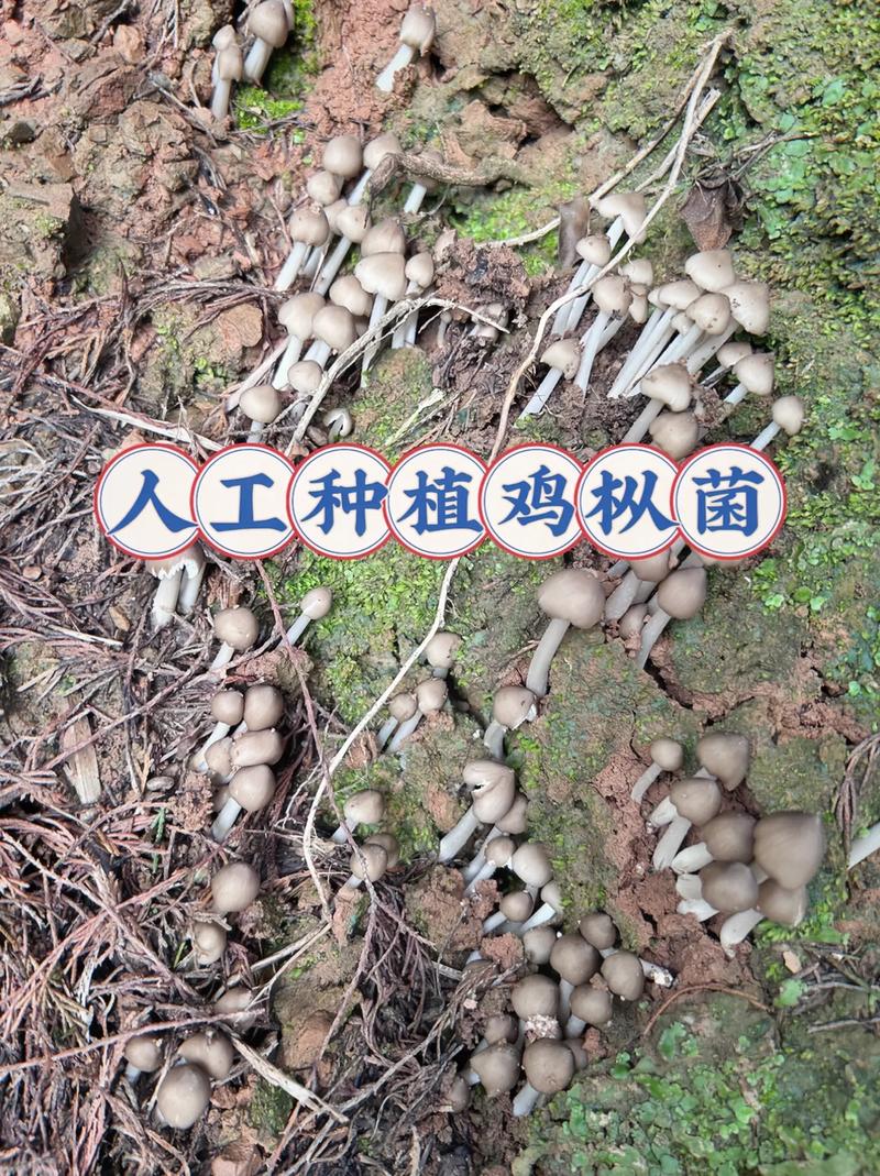 食用菌栽培技术哪家强？-图2