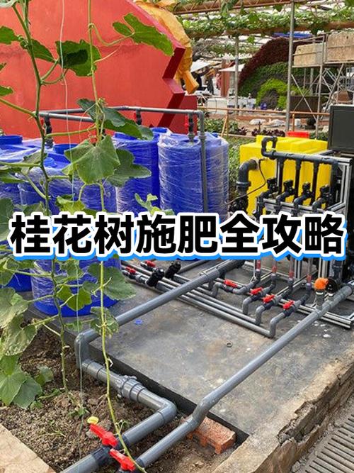 桂花树怎么种?施肥有哪些技巧?-图3 桂花树怎么种?施肥有哪些技巧?-图3