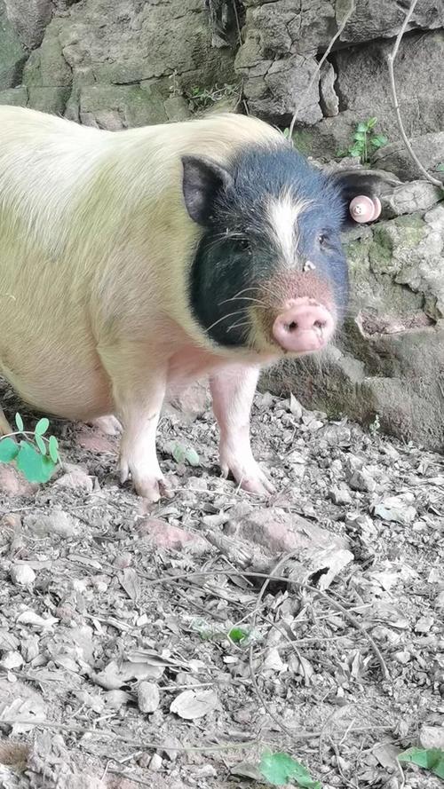 散养猪选啥品种好?-图1 散养猪选啥品种好?-图1