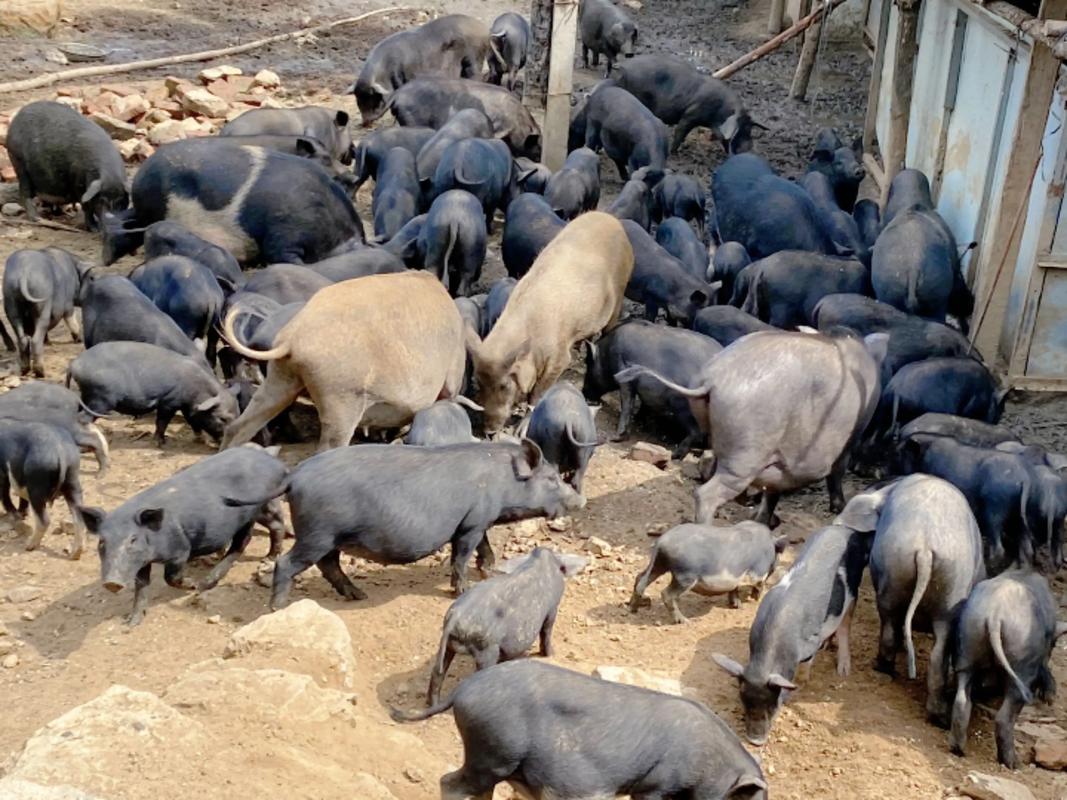 散养猪选啥品种好?-图3 散养猪选啥品种好?-图3