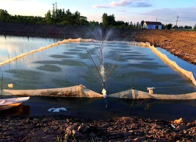 黄骨鱼养殖技术视频有哪些要点?-图1 黄骨鱼养殖技术视频有哪些要点?-图1