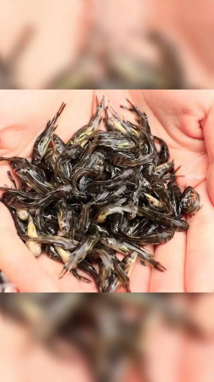 黄骨鱼养殖技术视频有哪些要点?-图2 黄骨鱼养殖技术视频有哪些要点?-图2