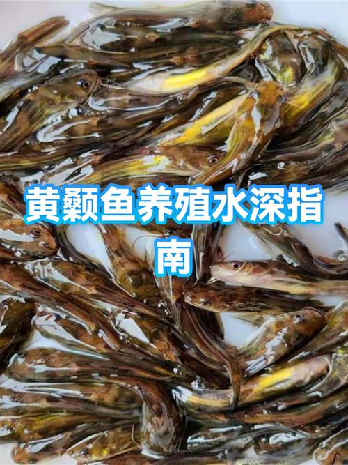 黄颡鱼养殖新技术有哪些要点?-图1 黄颡鱼养殖新技术有哪些要点?-图1