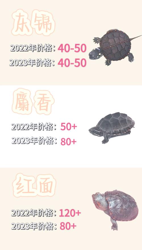 2025年成品龟价格-图1 2025年成品龟价格-图1