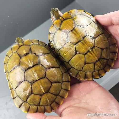 2025年成品龟价格-图2