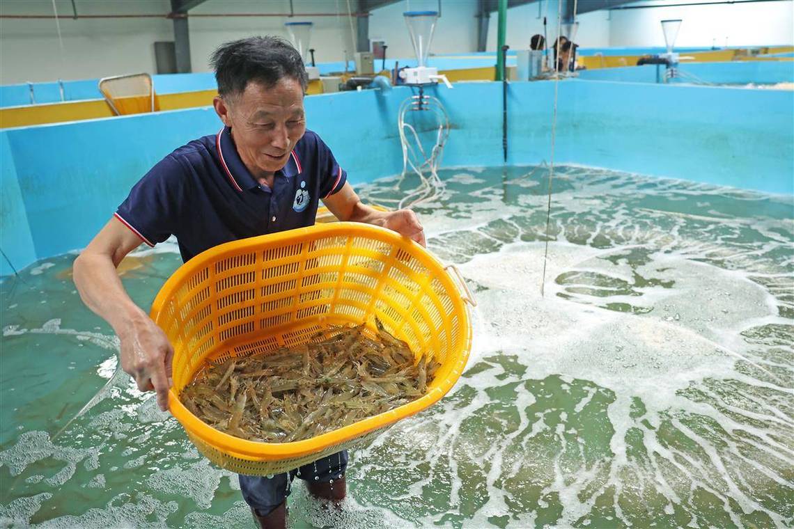 南美白对虾养殖技术员需掌握哪些关键技术？-图2