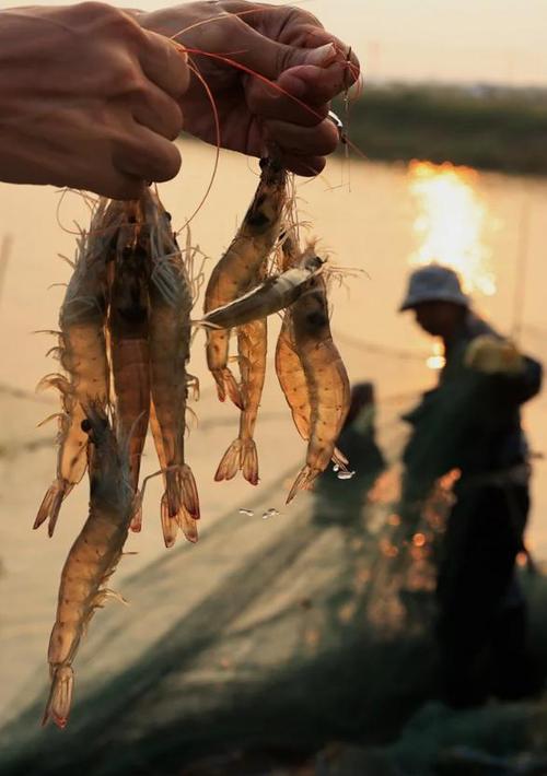 南美白对虾养殖技术员需掌握哪些关键技术？-图1