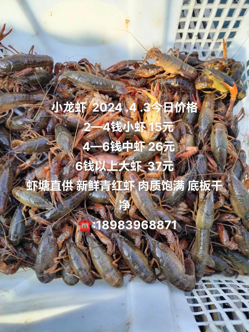 今天白沙洲小龙虾多少钱一斤?-图2 今天白沙洲小龙虾多少钱一斤?-图2