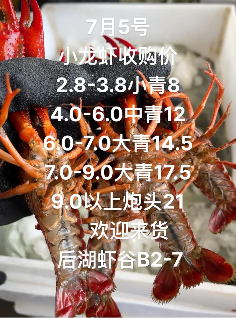 今天白沙洲小龙虾多少钱一斤?-图3 今天白沙洲小龙虾多少钱一斤?-图3