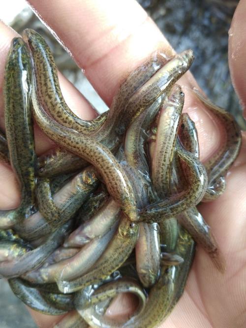 湛江泥鳅收购价多少钱一斤？-图1